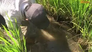 Unique Fishing Catching 2020| Catching Catfish In Mud Rice When Low Water By Fisherman| Hand Fishing
