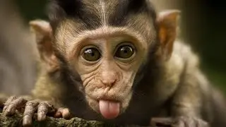 Monkey Sound