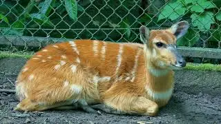Beauval Zoo / ZooParc de Beauval (Part 1), Saint-Aignan-sur-Cher, Val de Loire, France - 06/2018