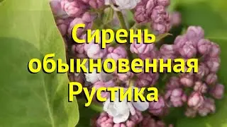 Сирень обыкновенная рустика. Краткий обзор, описание характеристик syringa vulgaris