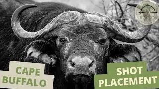 Cape Buffalo Shot Placement | African Safari