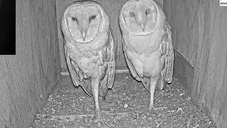 Two Owls, Two Legs &ndash; What&rsquo;s Going On Here?