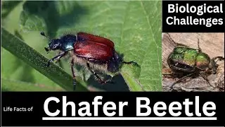 The Unseen Impact of Chafer Beetle | life Facts and biological challenges