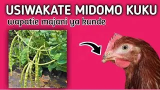 Tiba ya kuzuia kuku kudonoana | kukata mdomo kuku | wanadonoana