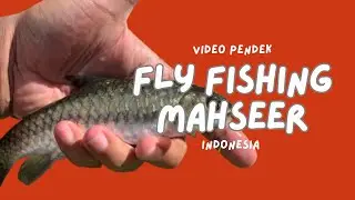 memancing mahseer dengan teknik fly fishing di sungai jogja