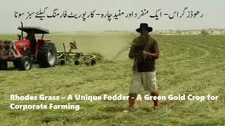 Rhodes Grass  - A Green Gold Crop for Corporate Farming رھوڈز گراس - کارپوریٹ فارمنگ کیلئے سبز سونا