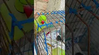 #parrotmummy