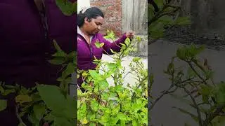 Flowering Stilumant Liquid 
