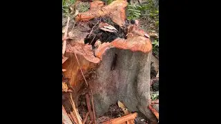 Bracket Fungus and Advanced Tree Risk Assessment Framework