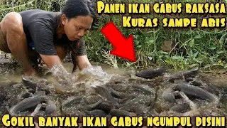 KURAS RAWA SARANG GABUS SEMUA UKURAN BESAR NGUMPUL DISINI