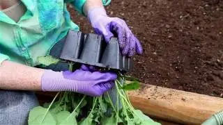 How to Plant Broccoli, Brussels Sprouts, Cabbage, Cauliflower, Collards, Kale & Kohlrabi
