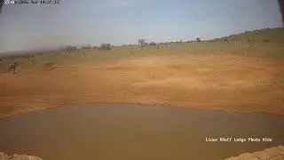Lions Bluff Lodge Photo Hide - Live Stream