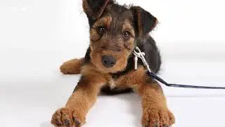 Details about Airedale terrier| Specific information about animals | Animal wikipedia series
