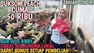 OBRAL AGLAONEMA 16 JANUARI 2026 | TANIAN SENDIRI | 100% AMANAH | GARANSI TOTAL ❗️