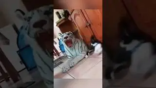 top singko kucing #meme #memes #memecringe