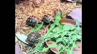 Moroccan Greek Tortoises Eating Dandelion Greens