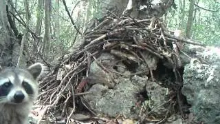 Key Largo Raccoon