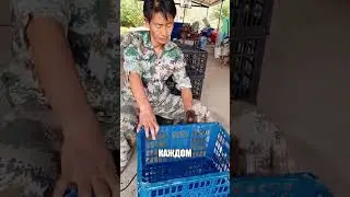 МУСОР стал домом для кур 😱🔥🐔
