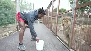 Speed barks at lion 🦁 ☠️💀