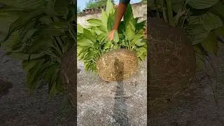 haldi plant growing at home.  haldi plant in pot