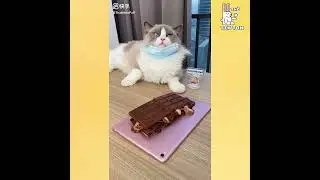 A cat with amazing cooking skills #57