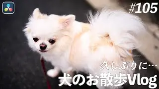 【ゆるVlog】久しぶりの犬のお散歩Vlog | ep105