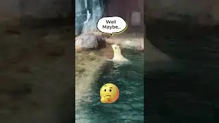Polar Bear Playing With Ball #PolarBear, #PlayingInWater, #ArcticFun, #WildlifePlay, #PolarBearFun