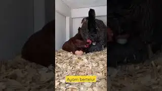 ayam bertelur#shorts