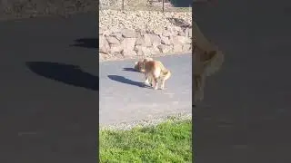 my dog acting weird