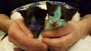 Tiny Kittens Covered in Blue and Green Permanent Marker Get Rescued