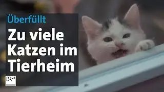 Tierheime völlig überfüllt: Katzenwelle überfordert Helfer und Ärzte | Abendschau | BR24