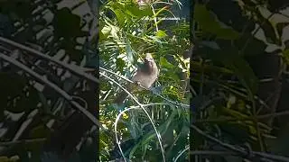 NATURE TEAM 🇿🇦BIRDS Dark-capped Black-eyed Bulbul @EleenVorster #nature  #birds #birdwatching