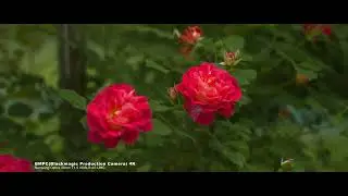 BMPC(Blackmagic Production Camera) 4K | 23.976fps | Samyang Optics 35mm T1.5 VDSLR AS UMC