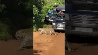 Yala Safari - Sri Lanka #yala #safari #srilanka #bentota #daytours #travel #shiran #travels #tours