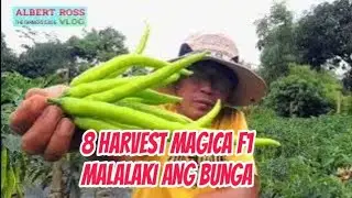 MAGICA F1 8 HARVEST MALINIS PARIN