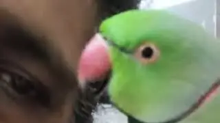 என் இனிய செல்லங்களுடன் என் இனிய நினைவுகள் #trending #parrot #talkingparot #viralvideo #suncanure 