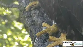 Arconic Davenport Bald Eagles 5 June Zoom In 2 Eaglets on Ladder Limb