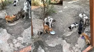 Discovered a poor Orange Orphan 🐱 trying to live with bigger kittens 🐱 & their Mom. Will it survive?