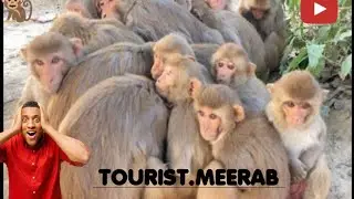 Monkeys appeared in Islamabad city