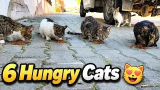 They Were So Hungry… I Couldn’t Walk Away 🐾❤️