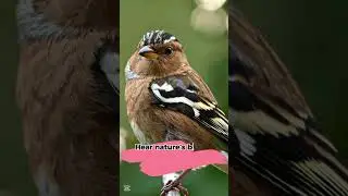 Chaffinch Singing in the Sun 🌞🎶 Nature&rsquo;s Tiny Performer