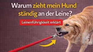 Warum zieht mein Hund st&auml;ndig an der Leine? | Leinenf&uuml;hrigkeit erkl&auml;rt