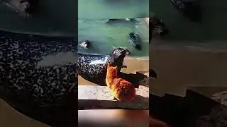Hawk mistakes wig for small animal, CHAOS ensues 🦅👩 #mistake
