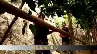 L'antica arte di trasportare i pali di castagno in Costiera Amalfitana