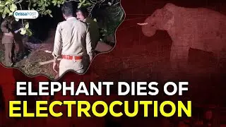 Elephant succumbed to death in Dhenkanal
