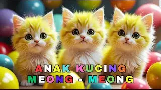 KUCING MANDI BOLA - ANAK KUCING MEONG MEONG - KUCING LUCU