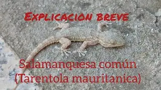Breve explicación.Salamanquesa común (Tarantola mauritanica)