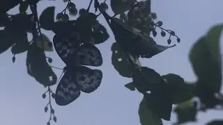 Beautiful Ceylon Tree Nymph Butterfly Savoring Ceylon Olive Flowers - A Nature Lover's Delight!
