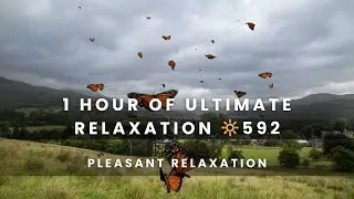 1 Hour of Ultimate Relaxation 592