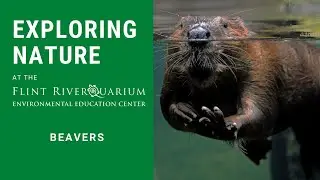 Creature Feature: Beavers